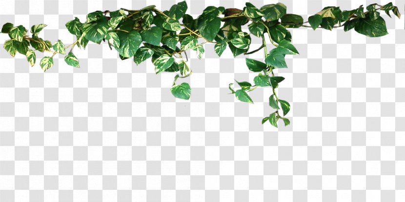 Common Ivy Vine Evergreen Plant Stem Aerial Root Transparent PNG