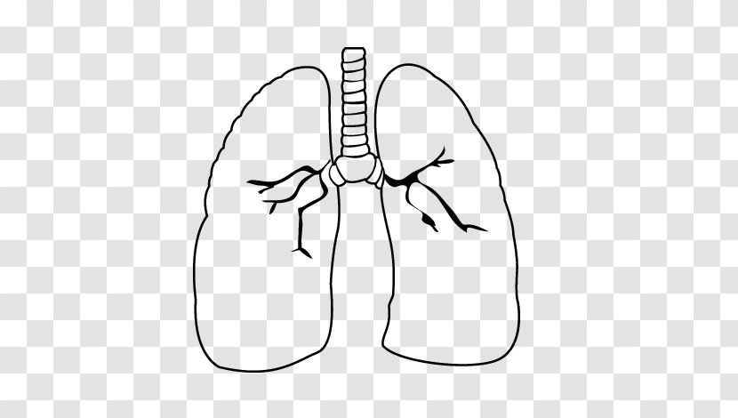 Lung Drawing Heart Coloring Book Circulatory System - Silhouette Transparent PNG