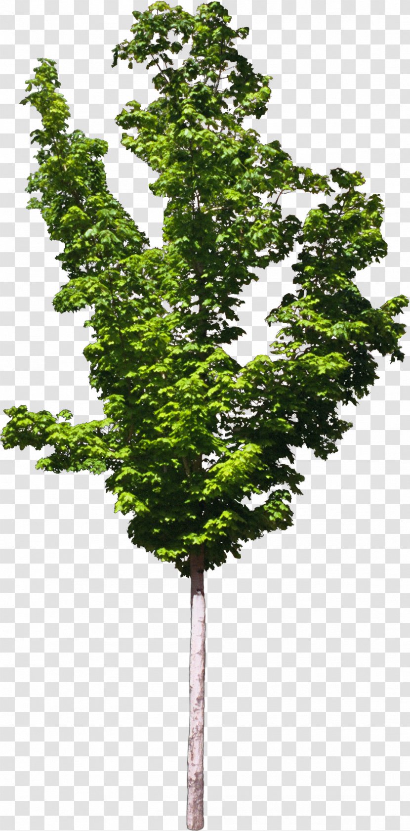 Zelkova Serrata Tree Plant Bonsai - Bushes Transparent PNG