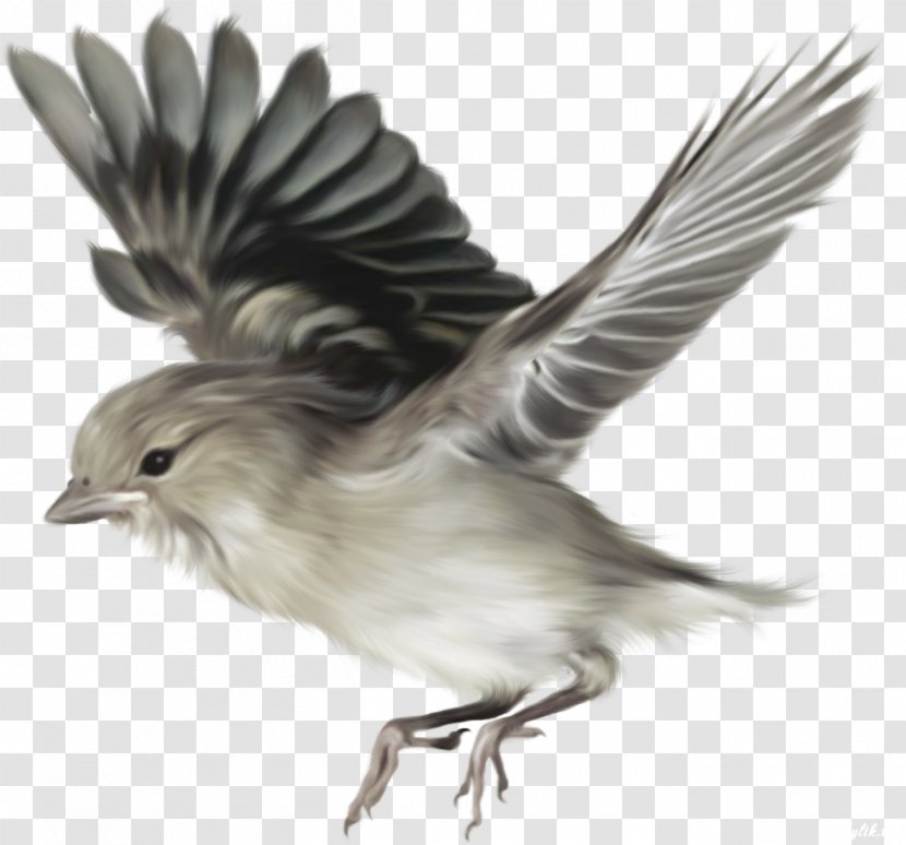 Bird - Tail - Flying Transparent PNG