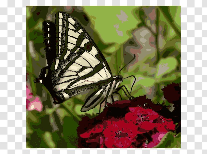 Monarch Butterfly Pieridae Tiger Insect Transparent PNG