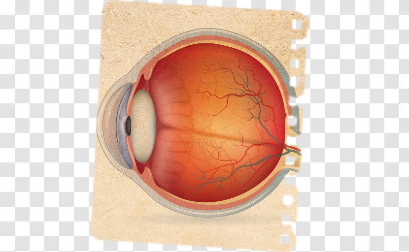 Wiring Diagram Human Eye Image Transparent PNG