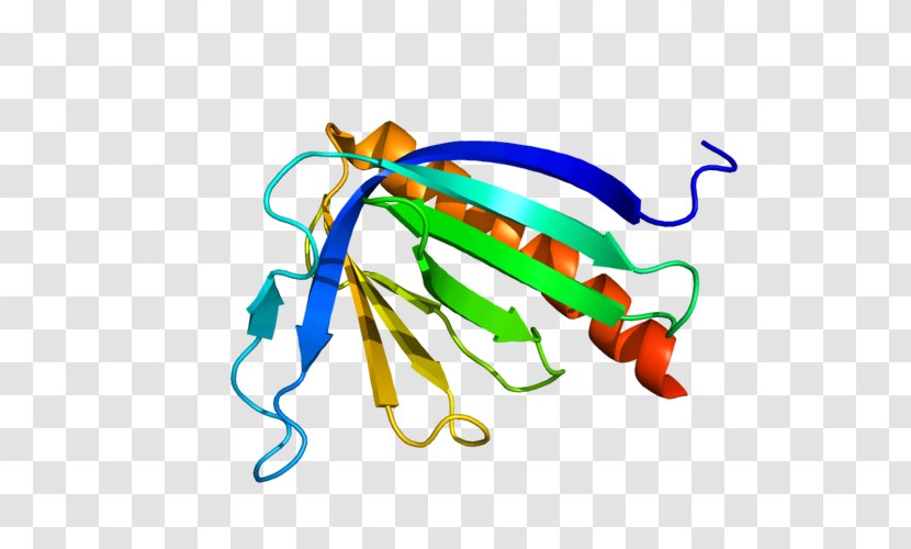 HOMER3 HOMER1 Scaffold Protein Gene - Chromosome - English Transparent PNG