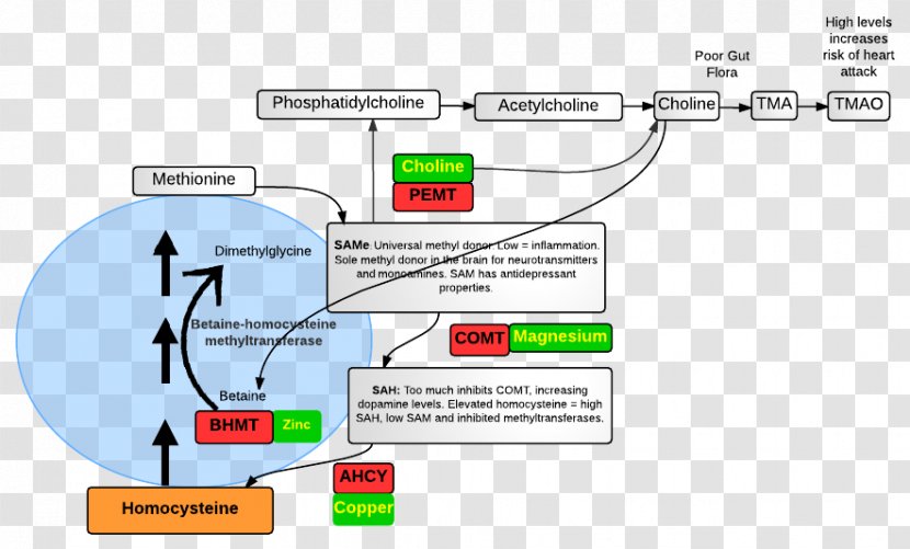 Coffee Health Drink Cardiovascular Disease - Diagram - Pathway Transparent PNG