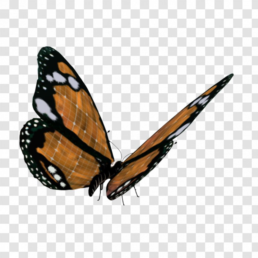 Monarch Butterfly Clip Art - File Size - Arthropod Transparent PNG