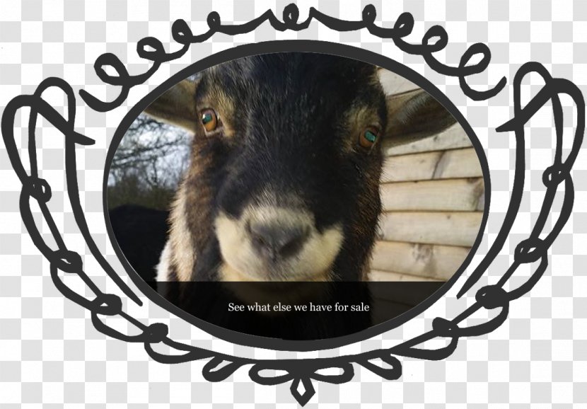 Goat Lucky Tails Alpaca Farm Leicestershire - Goats Transparent PNG