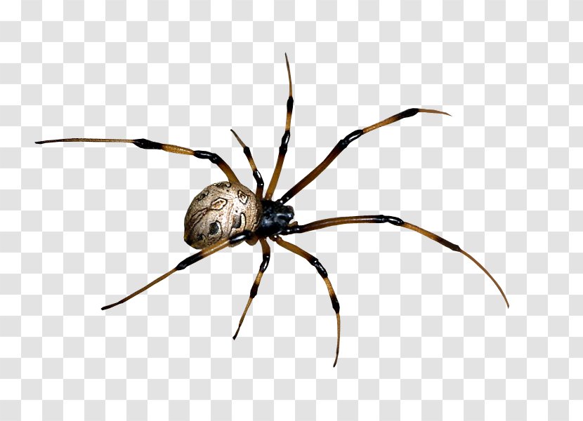 Spider Bite Black House - Widow - Clipart Transparent PNG