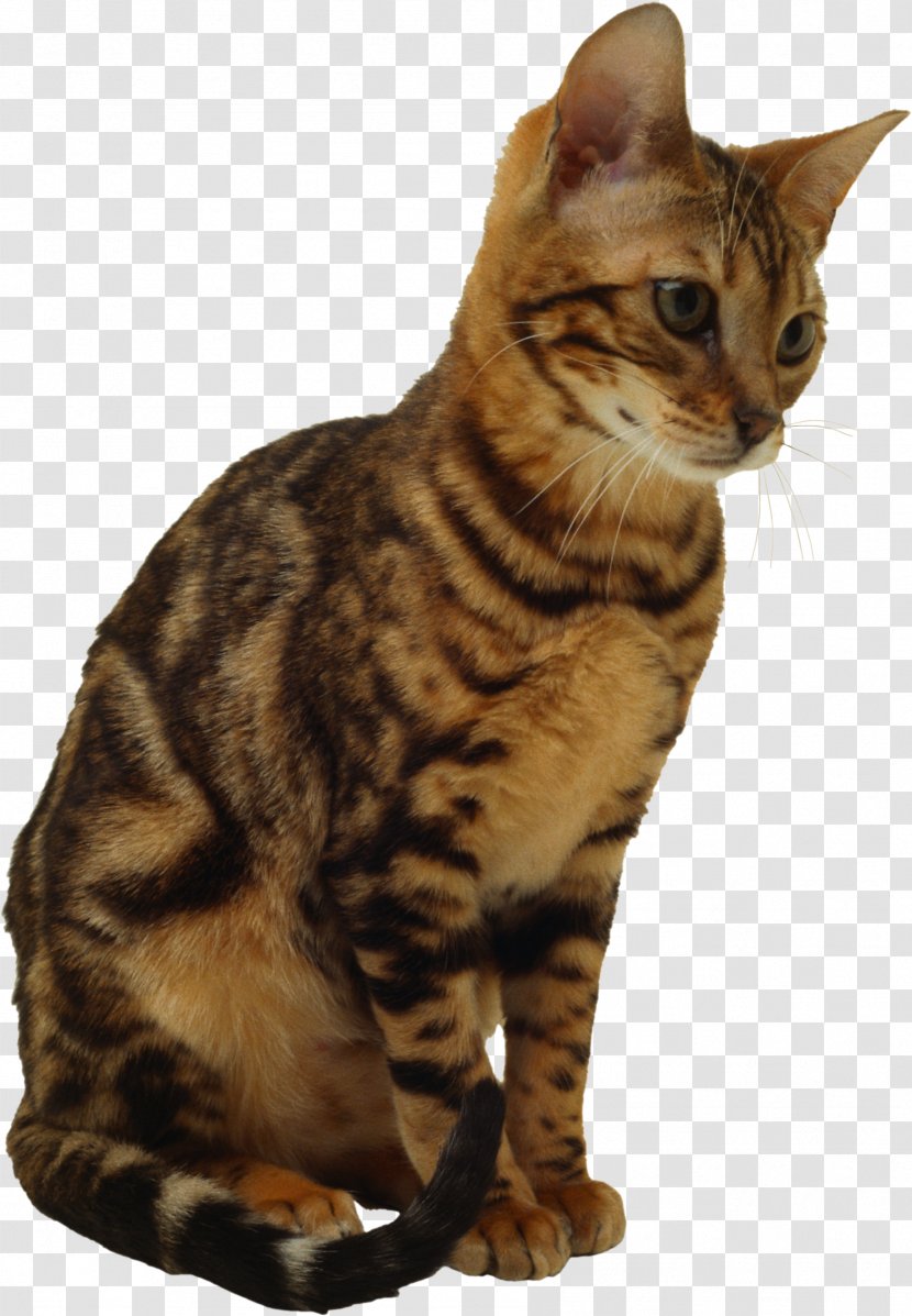 Cat Kitten Wallpaper - Small To Medium Sized Cats - Image, Free Download Picture Transparent PNG