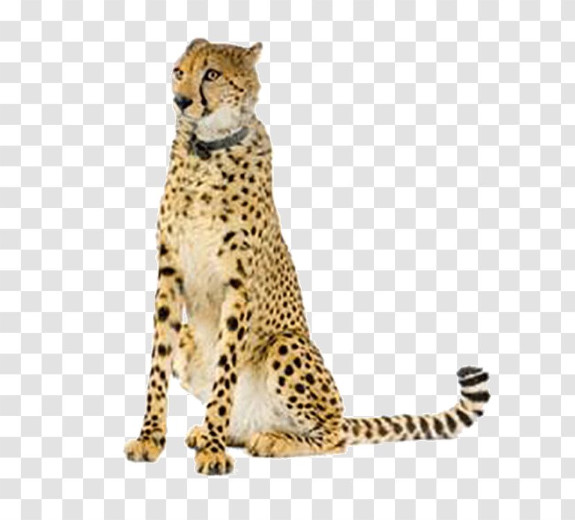 Cheetah Leopard Maasai Mara Eurasian Lynx Stock Photography - Whiskers Transparent PNG