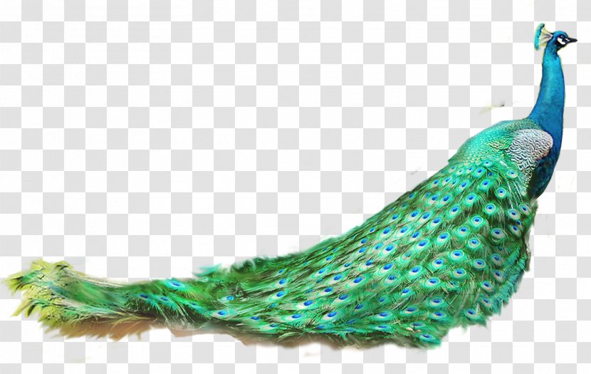 Asiatic Peafowl Feather - Turquoise - Peacock Transparent PNG