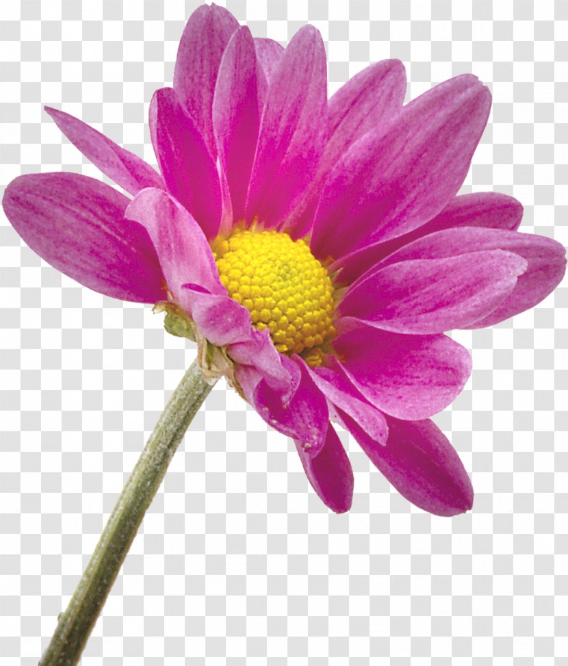 Flower Transvaal Daisy Photography Chrysanthemum - Flowering Plant - Gazania Transparent PNG