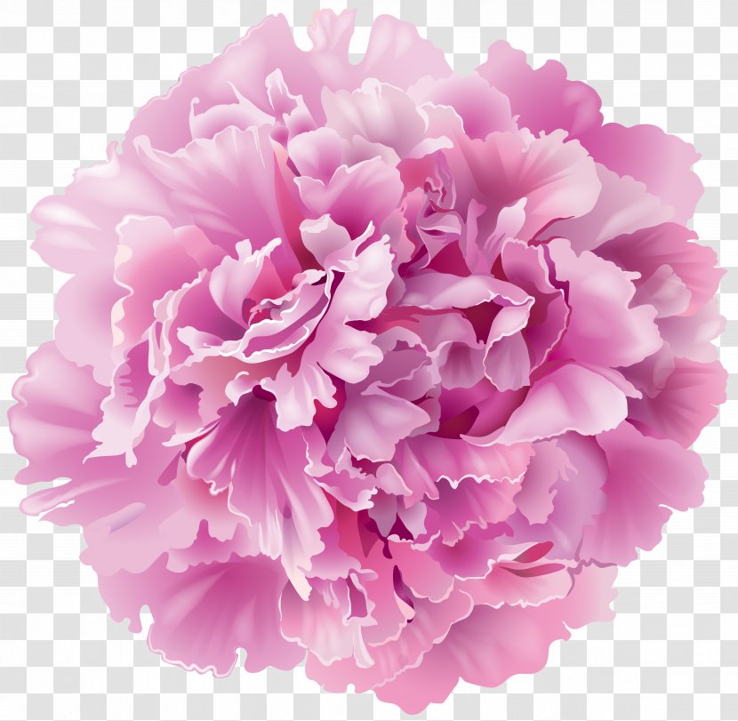 Peony Clip Art - Pink Flowers - Transparent Image Transparent PNG