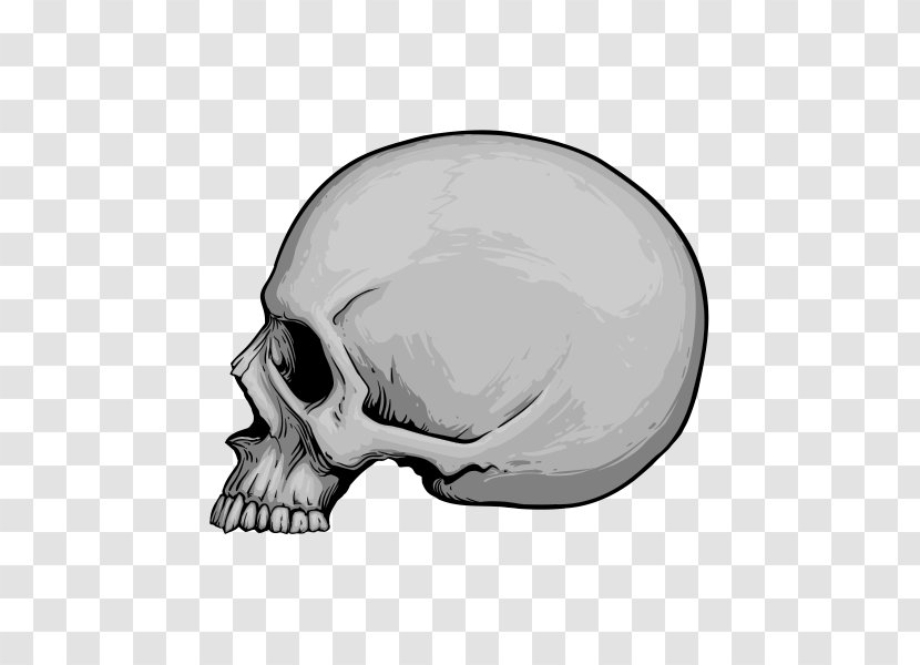 Skull Drawing - Skeleton Transparent PNG