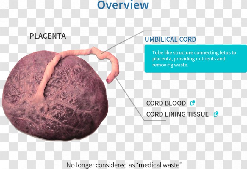 Placental Lactogen Pregnancy Embryology Fetal Circulation - Placentophagy Transparent PNG