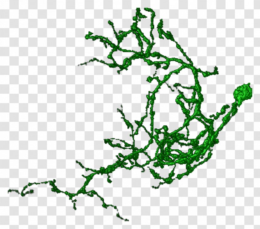 Branch Twig Tree Plant Stem Leaf - Area Transparent PNG