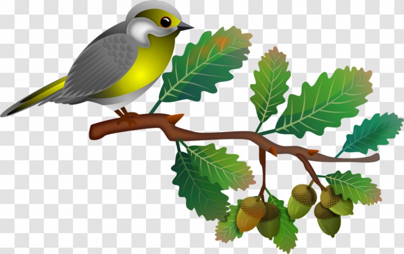 Songbird - Tree - Bird Transparent PNG