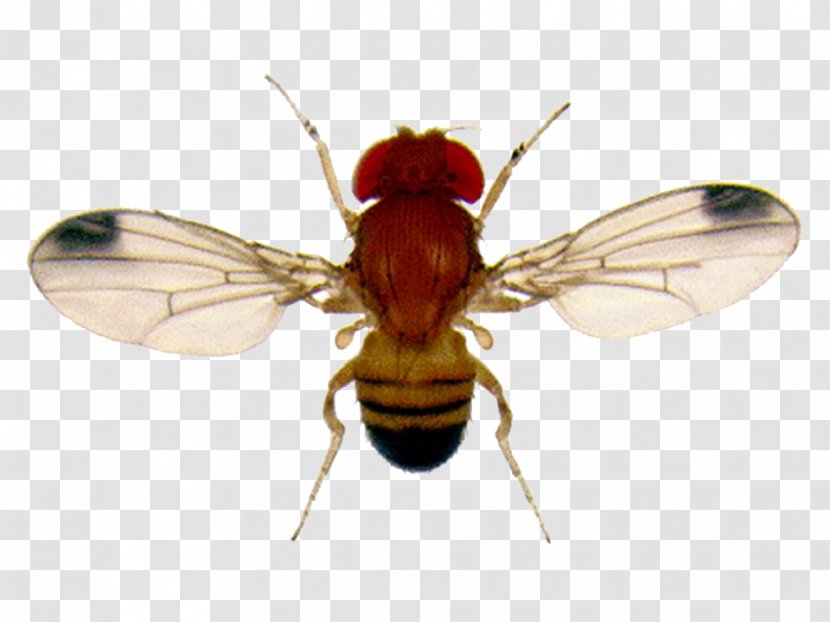 Common Fruit Fly Flies Gnat - Homeotic Gene Transparent PNG