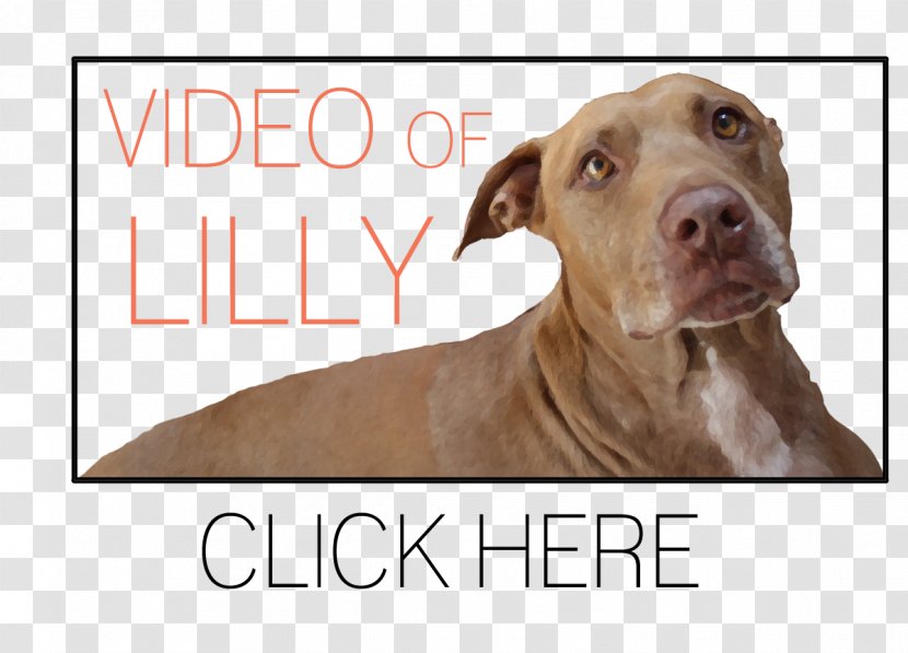 American Pit Bull Terrier Canidae Dog Breed - Collar - Pitbull Transparent PNG