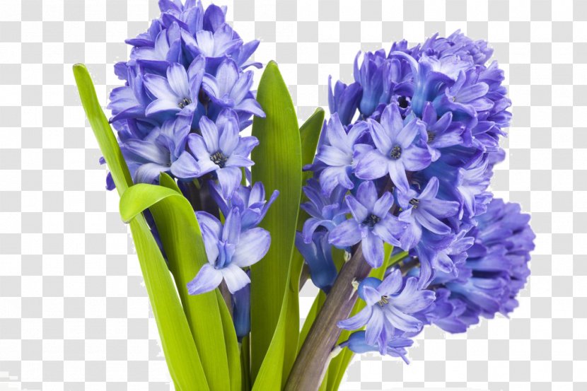Flower Lavender Hyacinth Plant Violet - Bouquet Of Flowers Transparent PNG