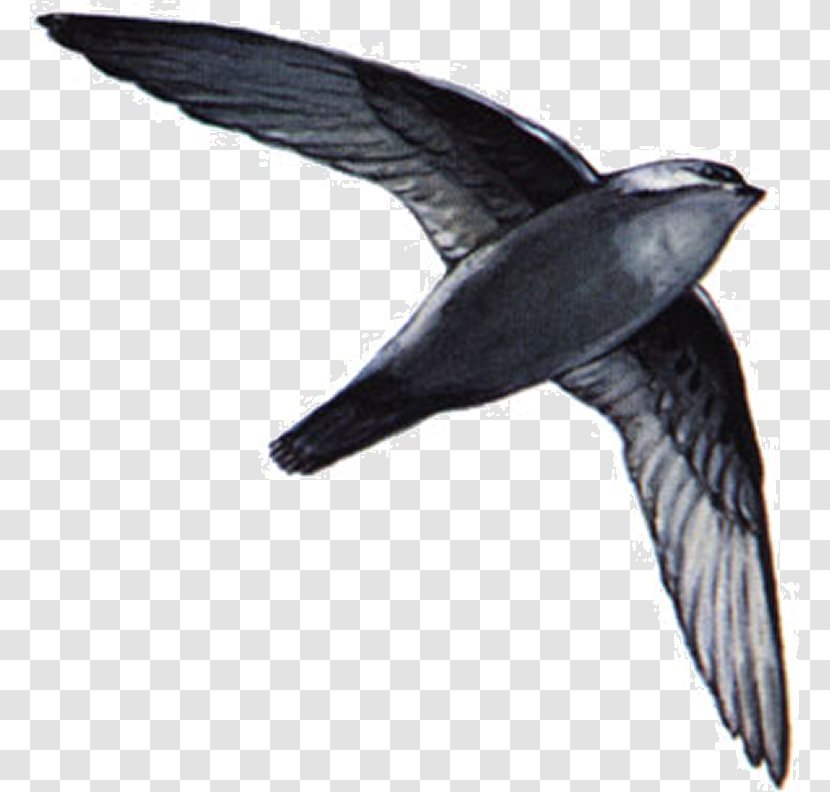 Bird Swallow Chimney Swift Swifts American Black - Birdwatching Transparent PNG