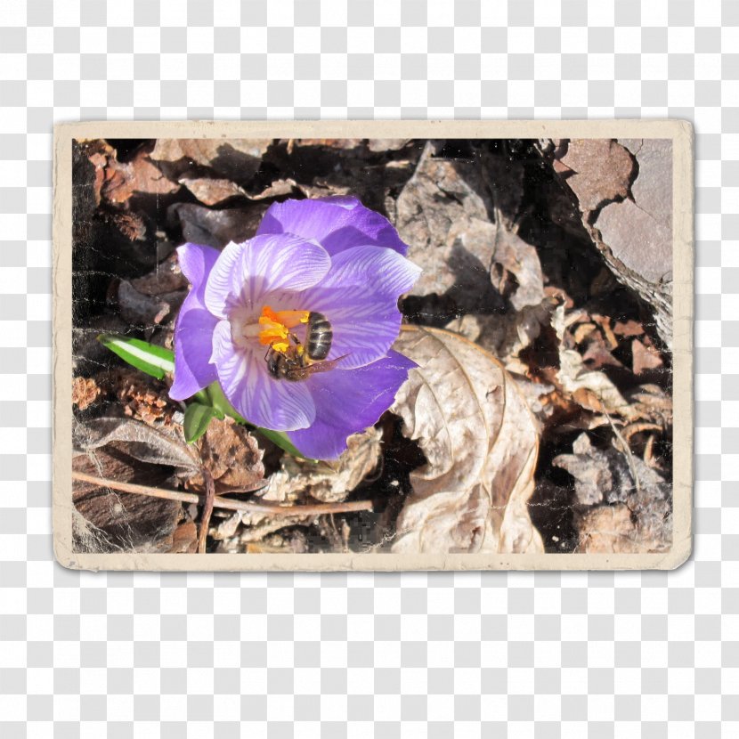 Violet Flower Family Violaceae Transparent PNG