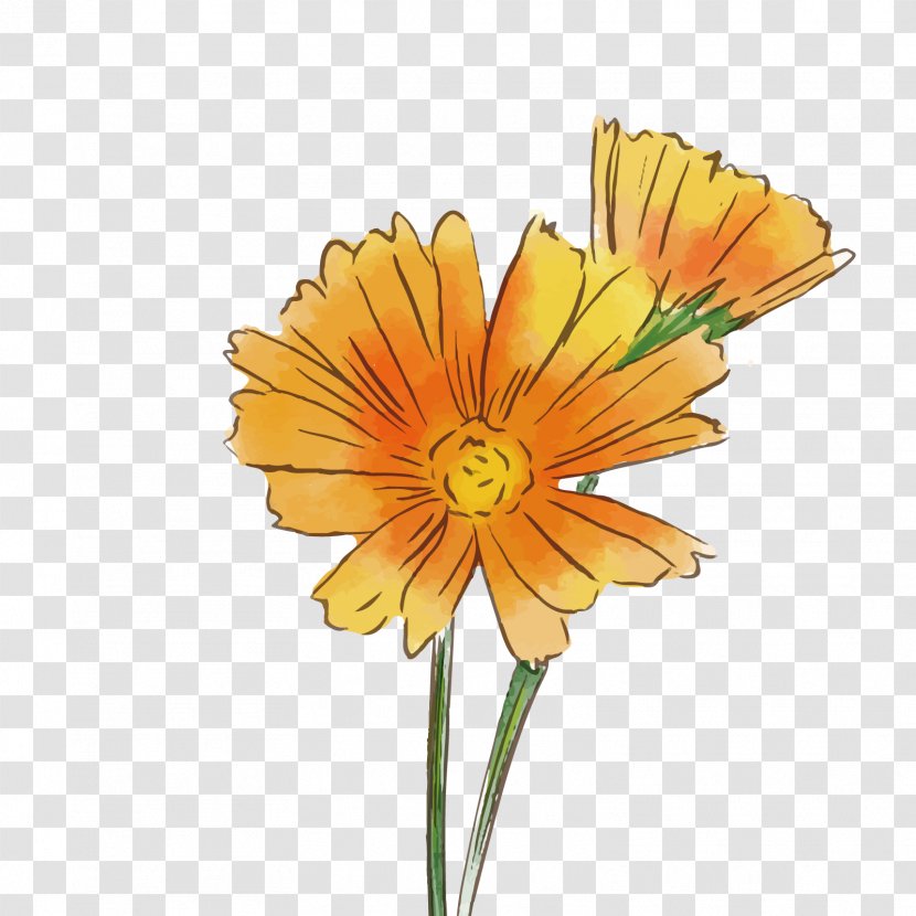 Transvaal Daisy Common Flower Chrysanthemum - Floristry - Vector Gerbera Transparent PNG