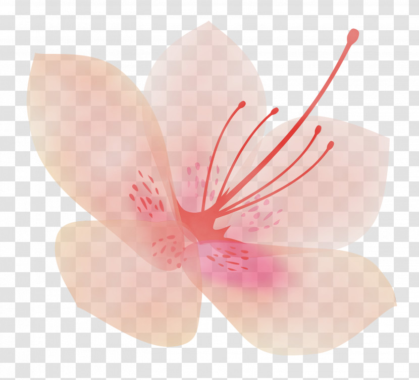 Petal Flower Pink Plant Hibiscus Transparent PNG