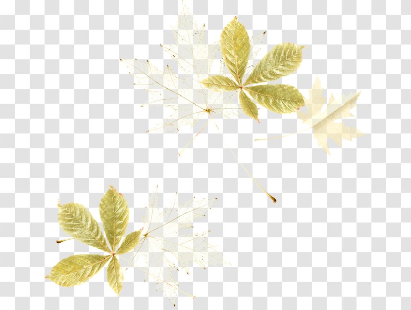 Flower Leaf Petal Plant Stem Transparent PNG