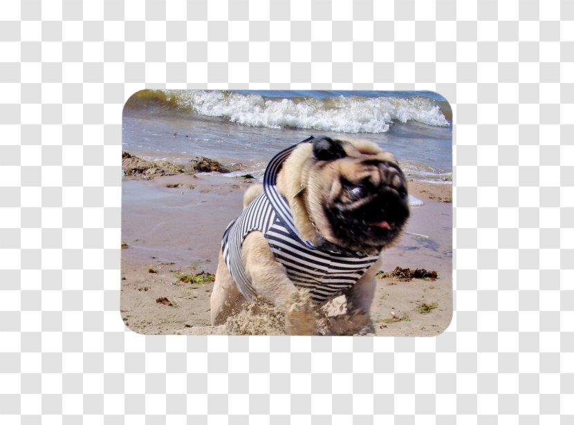Pug Dog Breed Toy Running Snout - Carnivoran - Watercolor Transparent PNG