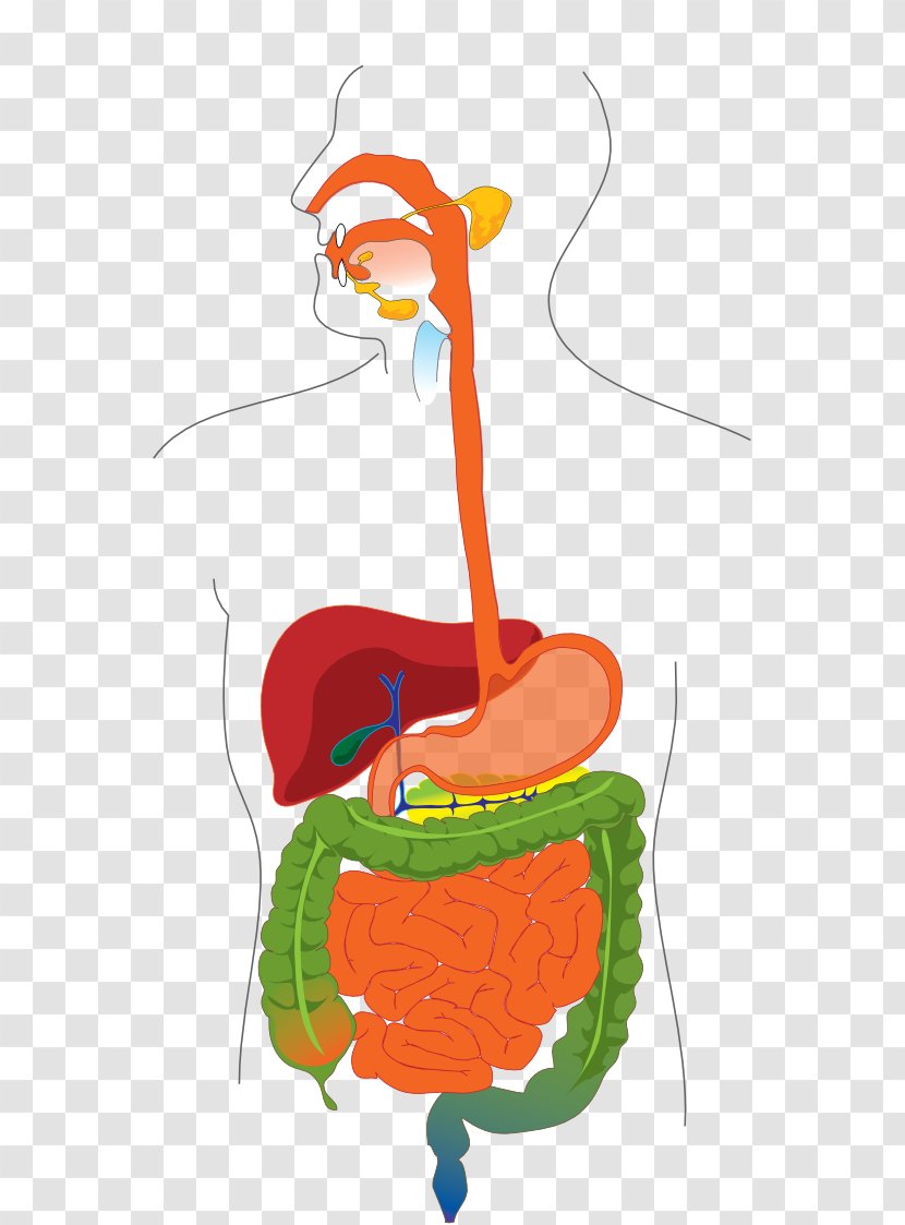 Gastrointestinal Tract Human Digestive System Diagram Digestion Small Intestine - Abdominal Transparent PNG