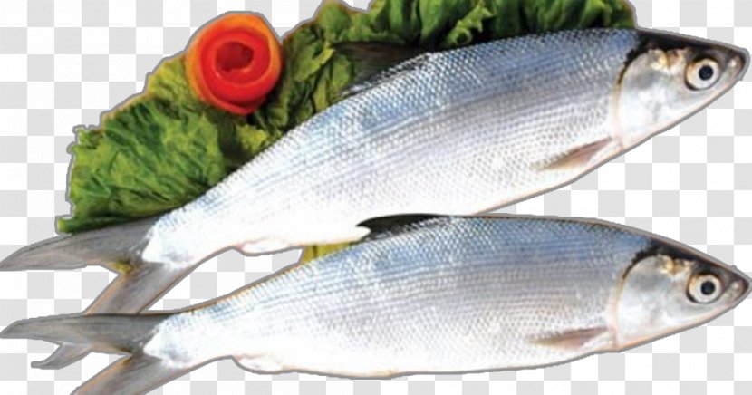 Milkfish Food Nutrition Salmon - Seafood - Fish Transparent PNG