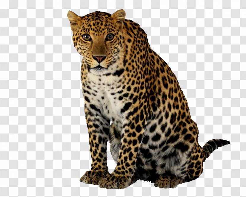Leopard Cheetah Clip Art - Snout - Clipart Transparent PNG