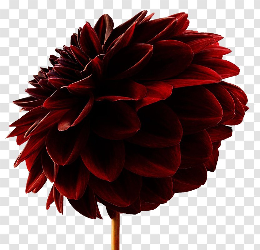 Red Wine Crane Kalman Brighton - Dahlia Transparent PNG