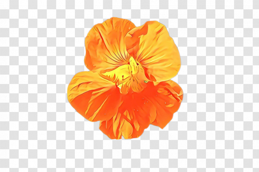 Orange Transparent PNG