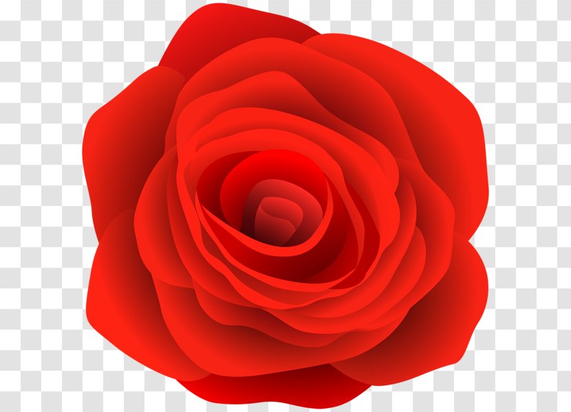 Garden Roses Cabbage Rose Floribunda Petal - China - Red Transparent PNG