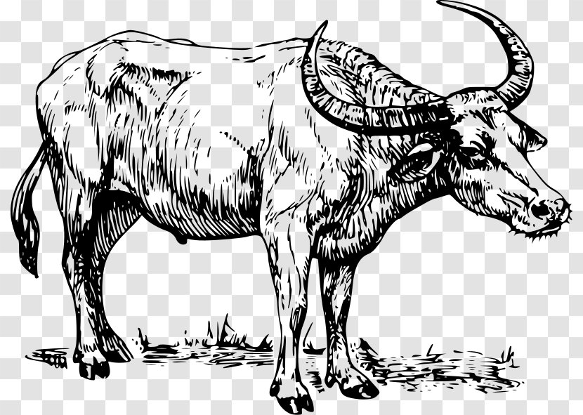 Water Buffalo Drawing Clip Art - Cow Goat Family - Design Transparent PNG