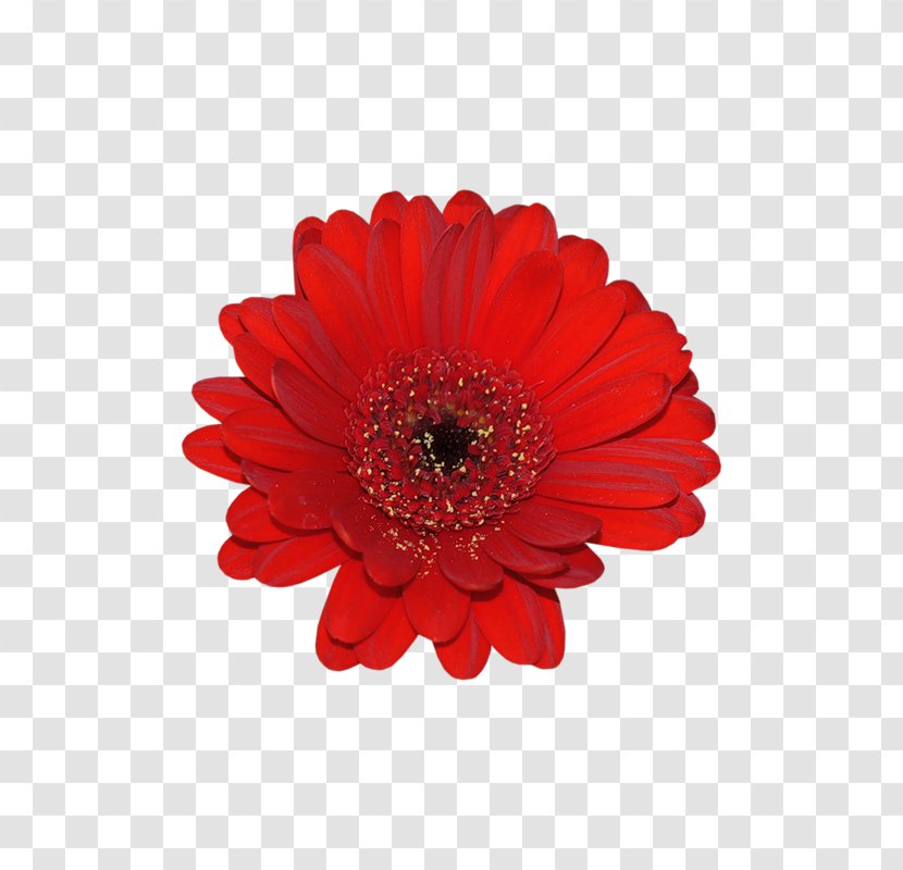 Flower Red Transvaal Daisy Mother 3 - Common Sunflower Transparent PNG