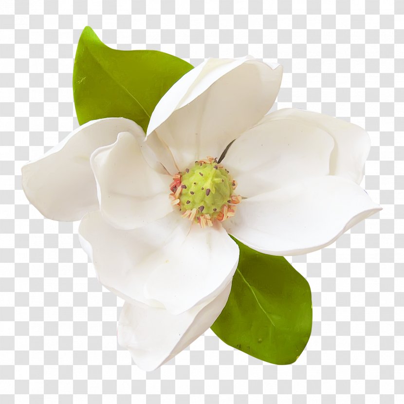 Flower Magnolia Clip Art - Natural Transparent PNG