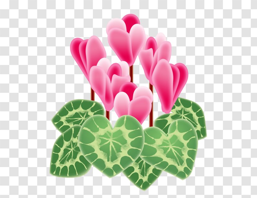 Cyclamen Persicum Floral Design New Year Card Art - Flower Transparent PNG