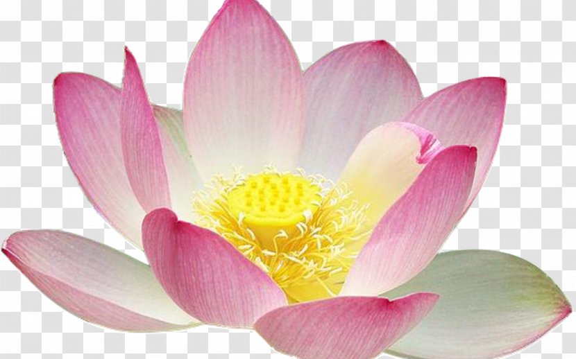 Sacred Lotus Water Lilies Seed Yellow Clip Art Transparent PNG