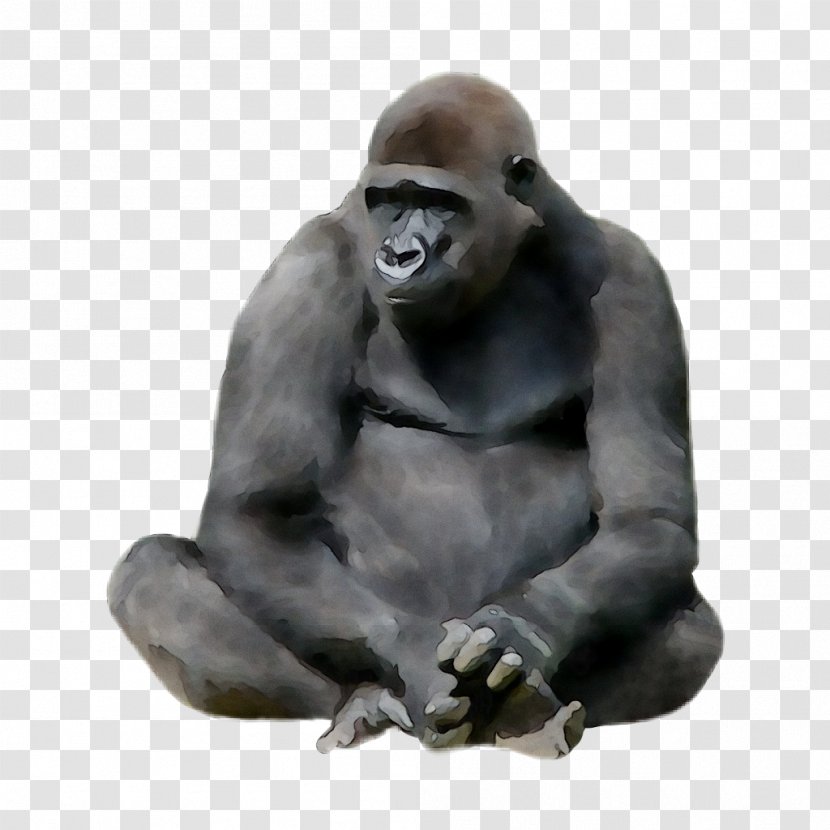 Western Gorilla Monkey Animal Ape King Kong - Drawing Transparent PNG