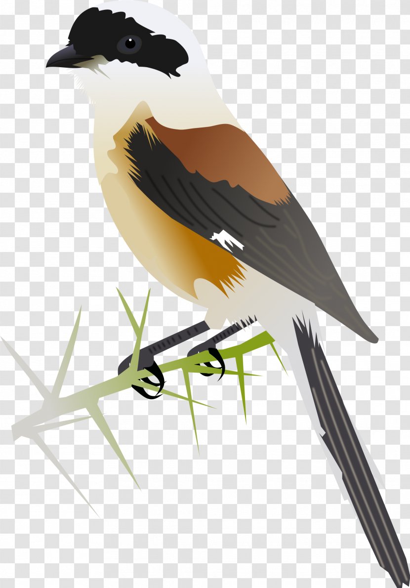 Bay-backed Shrike Great Grey Long-tailed Southern - Bird - Feather Transparent PNG