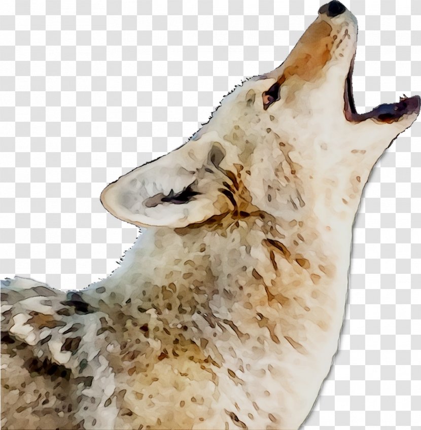 Snout - Wildlife Transparent PNG