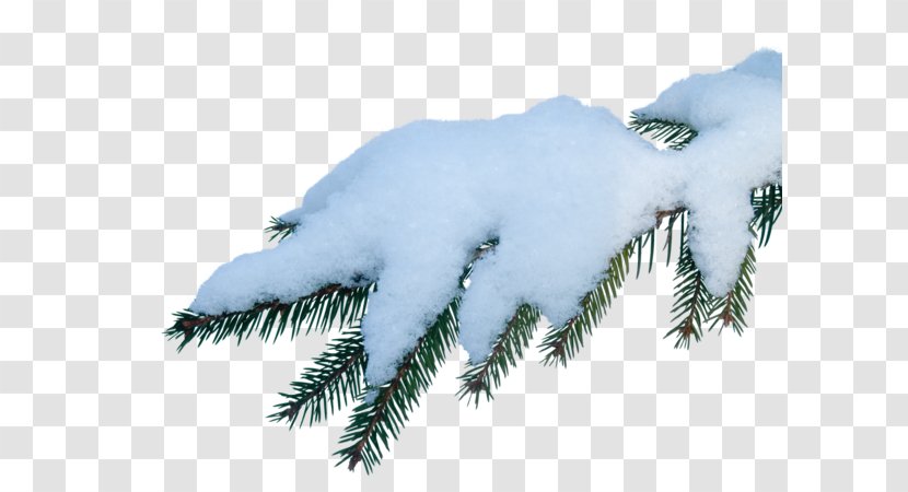 Snow Clip Art Image Desktop Wallpaper - American Larch Transparent PNG