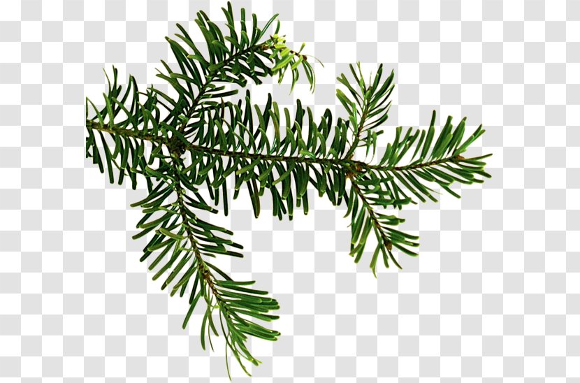 Douglas Fir Spruce Evergreen Larch - Cypress Family - Twig Transparent PNG