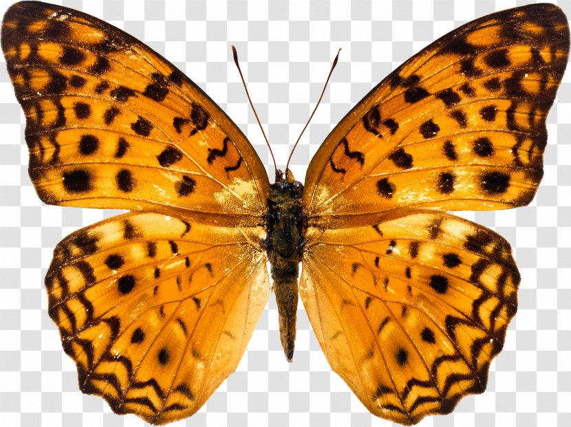 Butterfly Clip Art - Symmetry - Orange Image, Butterflies Free Download Transparent PNG