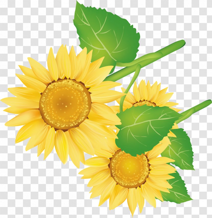 Common Sunflower Decorative Arts - Cut Flowers - Vector Pattern Transparent PNG