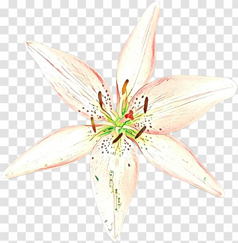 Cut Flowers Lily M - Flowering Plant Transparent PNG