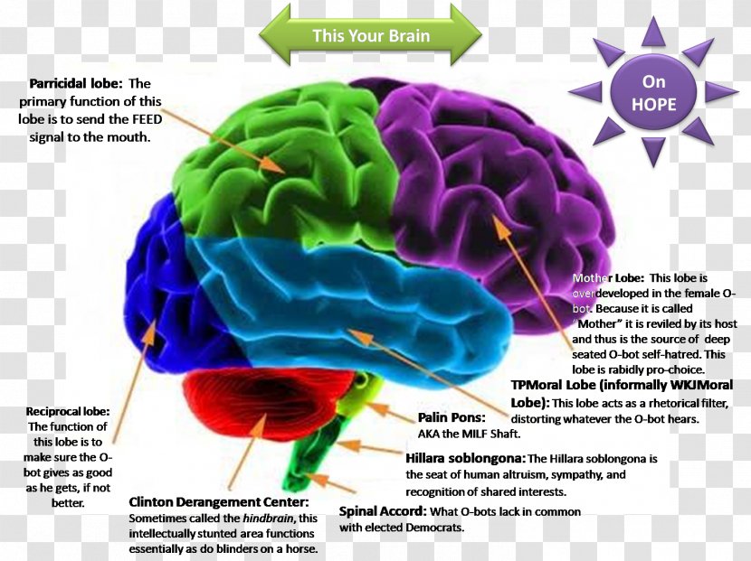 Human Brain Lateralization Of Function Cerebral Cortex Nervous System - Watercolor Transparent PNG