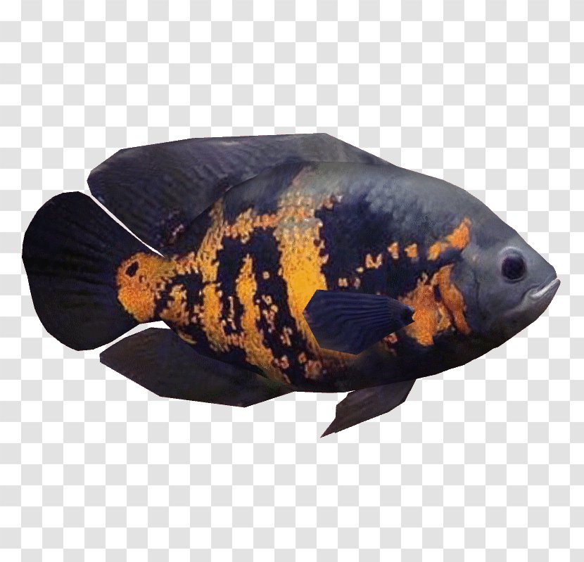 Oscar Ornamental Fish Cichlid Aquarium - Southern Platyfish Transparent PNG